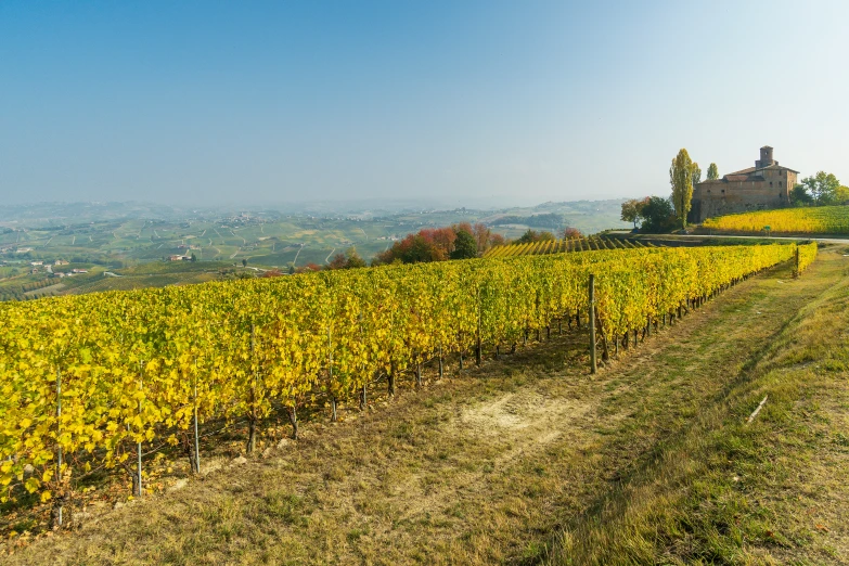 large field of crops near the side of a mountain