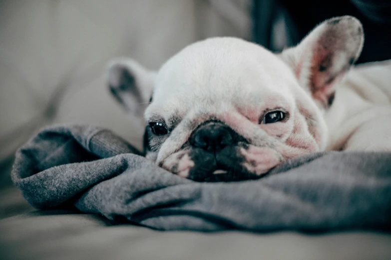 a small white dog laying on top of a couch