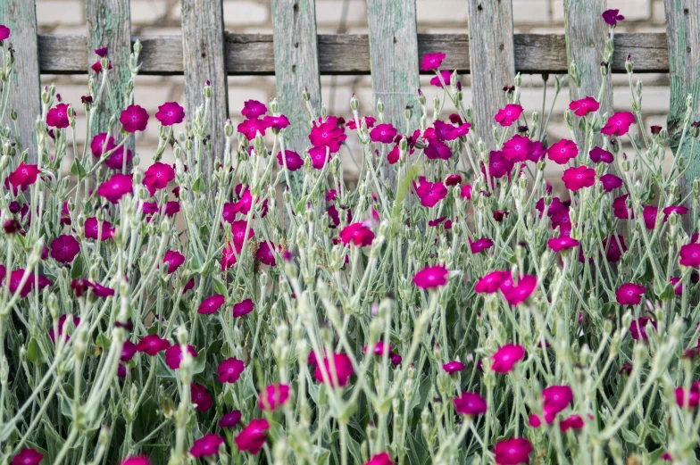 a field of flowers by a wooden fence