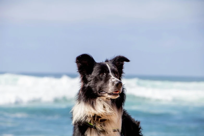 there is a small black dog standing on the beach