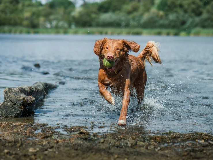 a dog is running through the water with a ball in its mouth