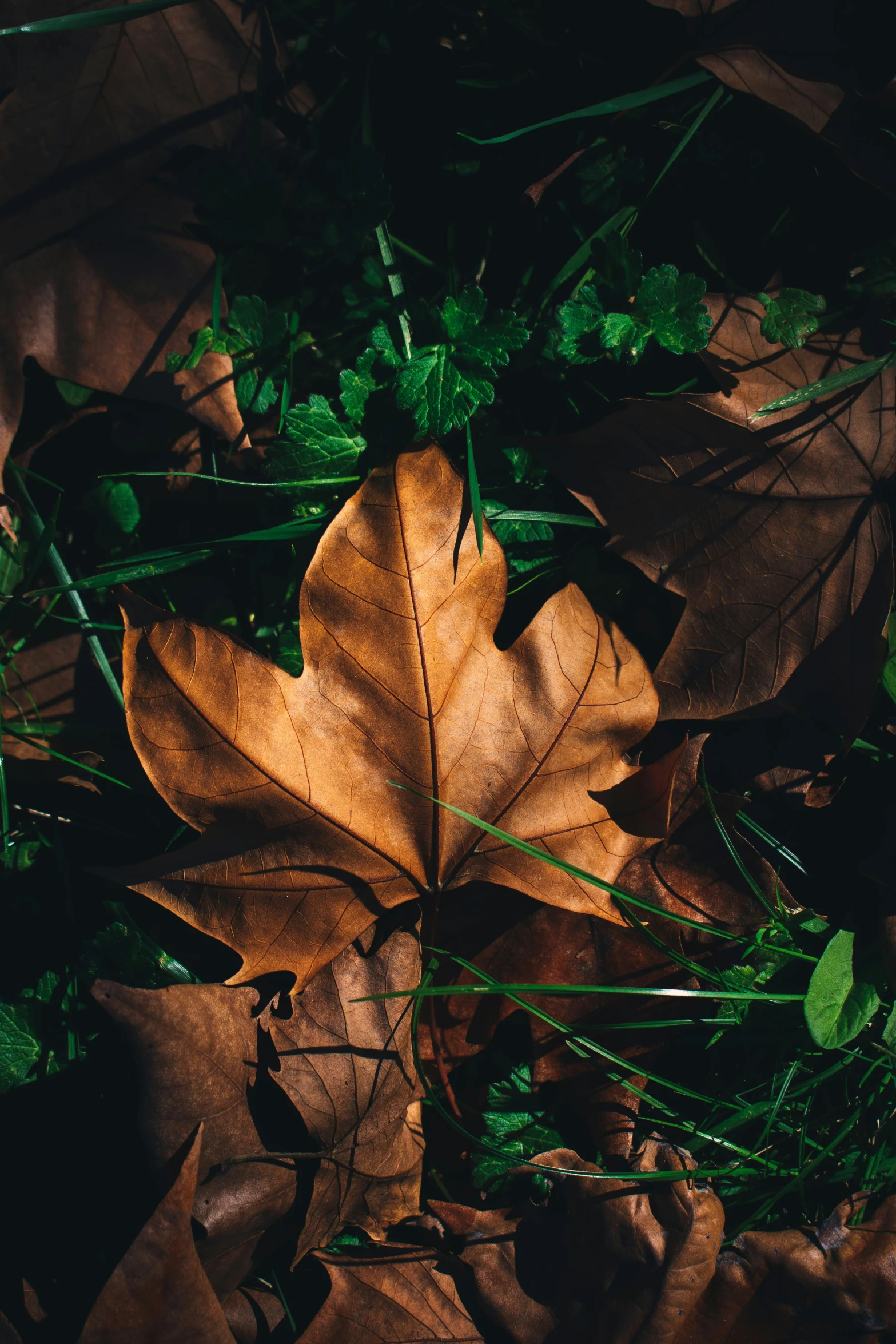 a leaf lying on a grass covered ground