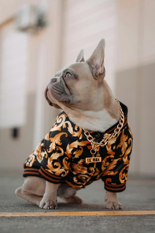 small dog in t - shirt sitting on a tiled floor