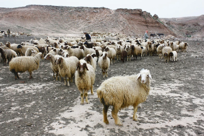 a herd of sheep standing on top of a barren field