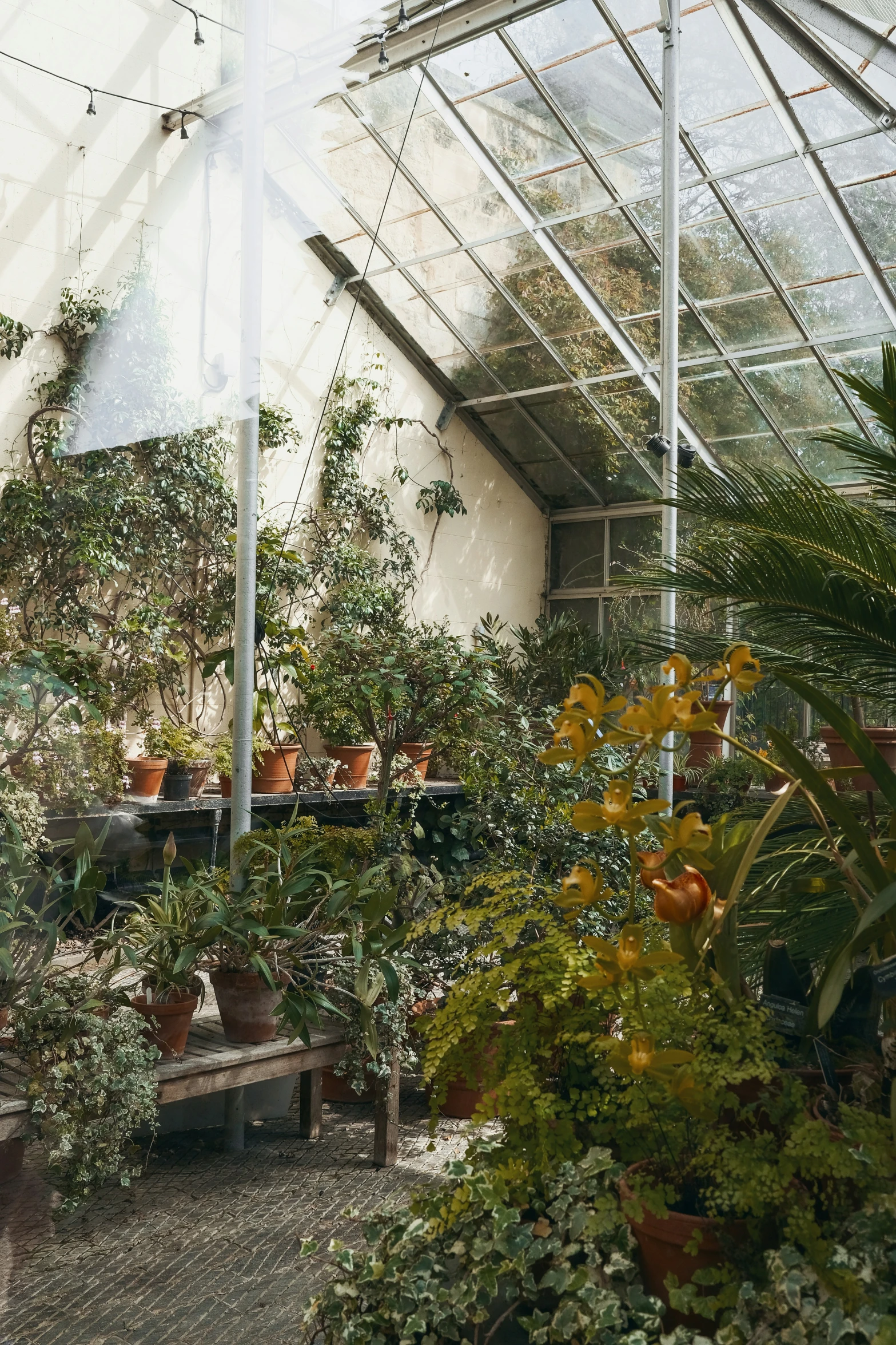 lots of plants inside of a green house