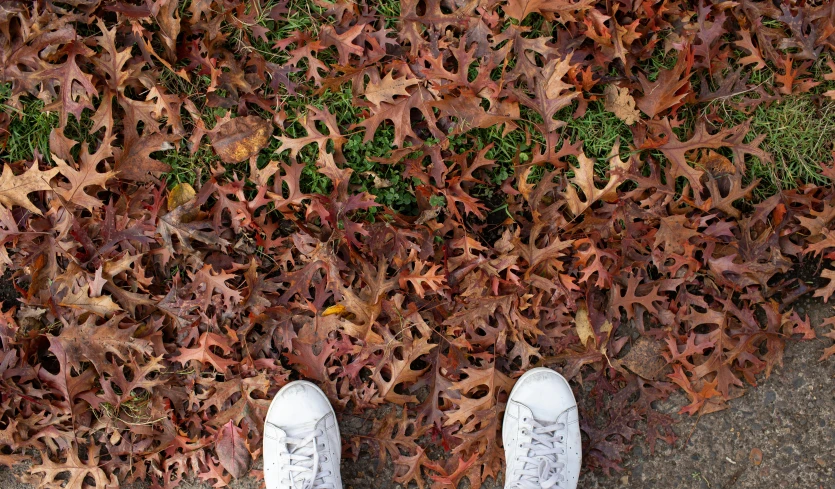 someone standing in the leaves with their legs over