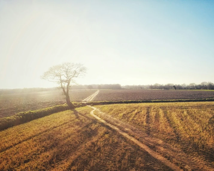 the sun shines in a field with grass and trees