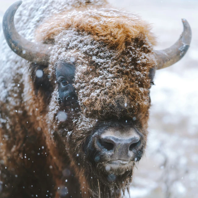 a bull standing in the snow and has brown hair