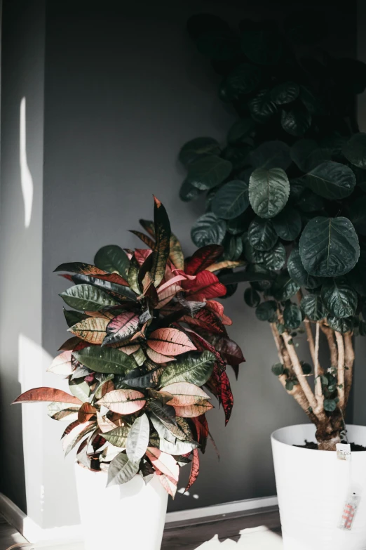 three potted plants sitting next to each other in front of a gray wall