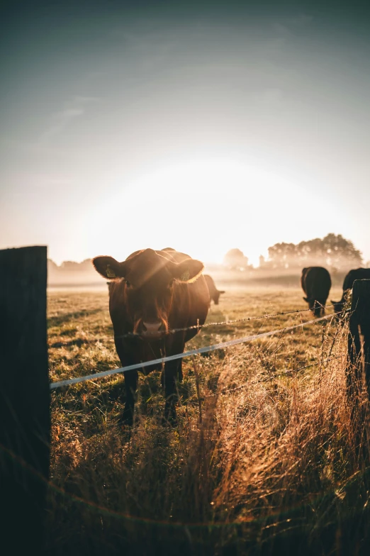 two cows standing in the grass near a fence