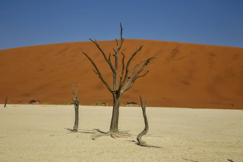 a barren area with two tree trunks and a sand dune behind it