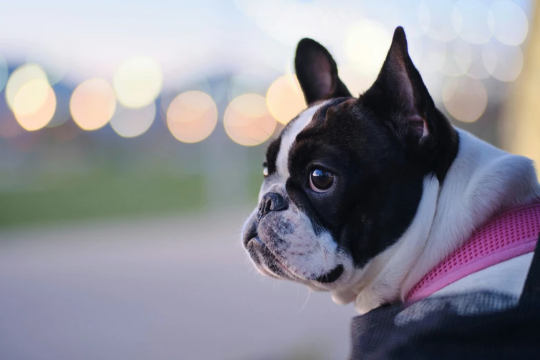 a small black and white dog wearing a pink collar