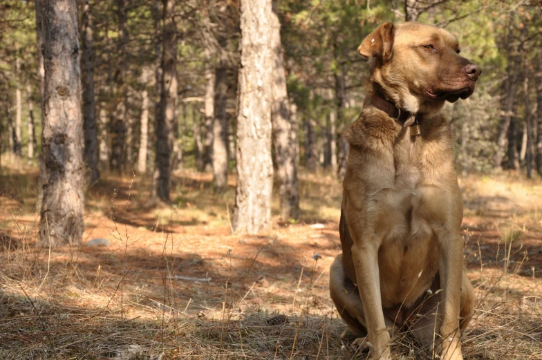 a dog sitting in a forest with trees behind it