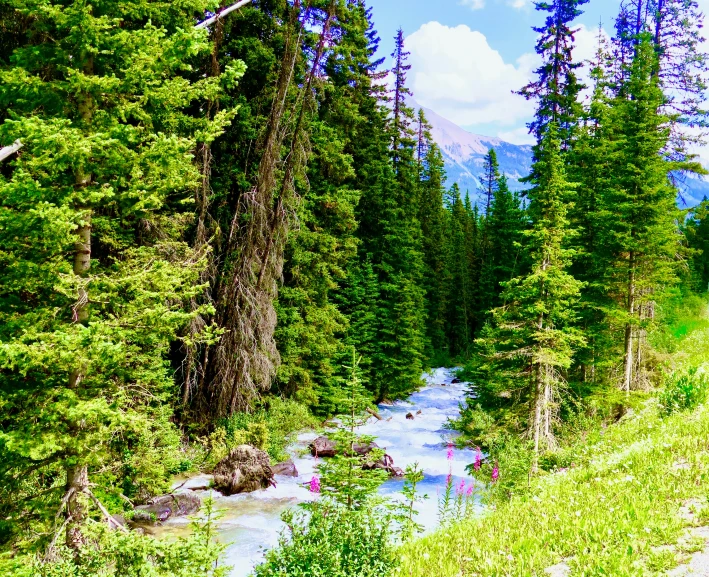 there is a blue river in the middle of a wooded area