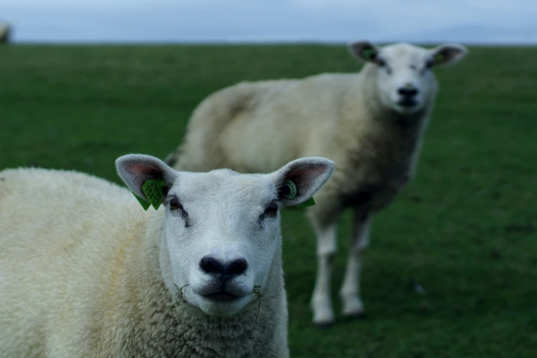 two sheep standing together in a grassy field