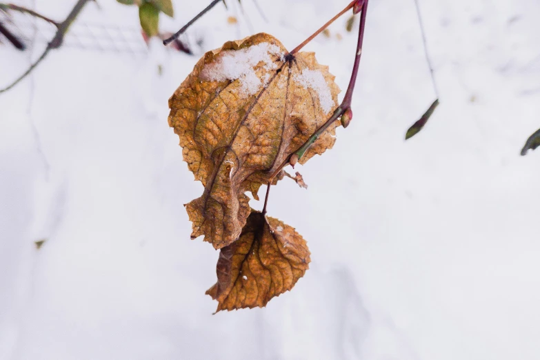 a leaf that has been falling from the tree