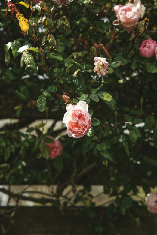 a blooming rose sitting in the middle of a tree