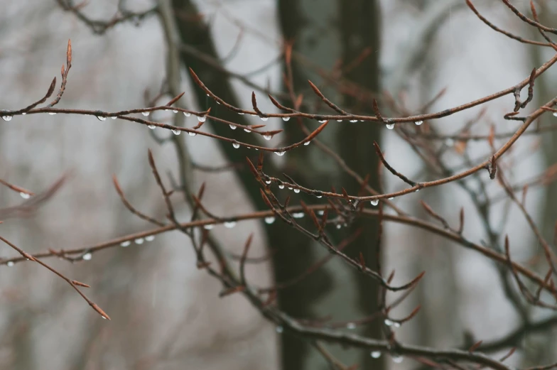 a tree with drops of rain on it's nches