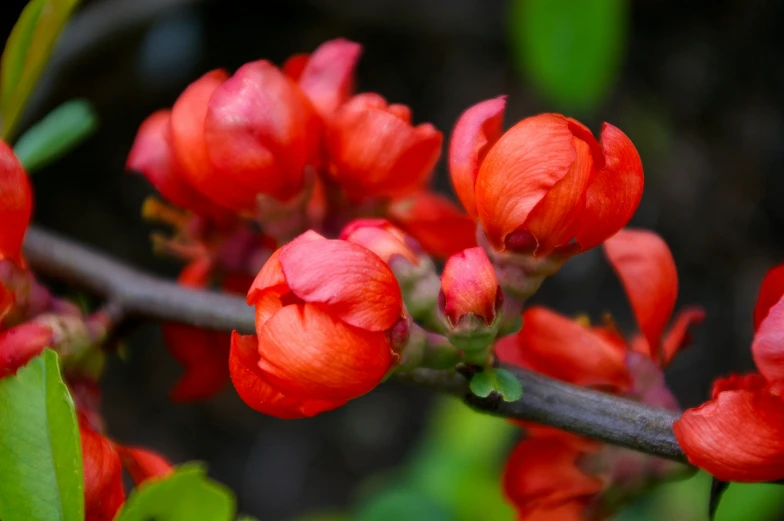 a flowering red tree nch on the outside