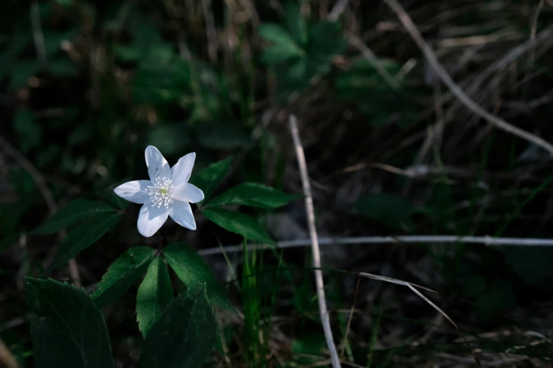 this is an image of a flower in the woods