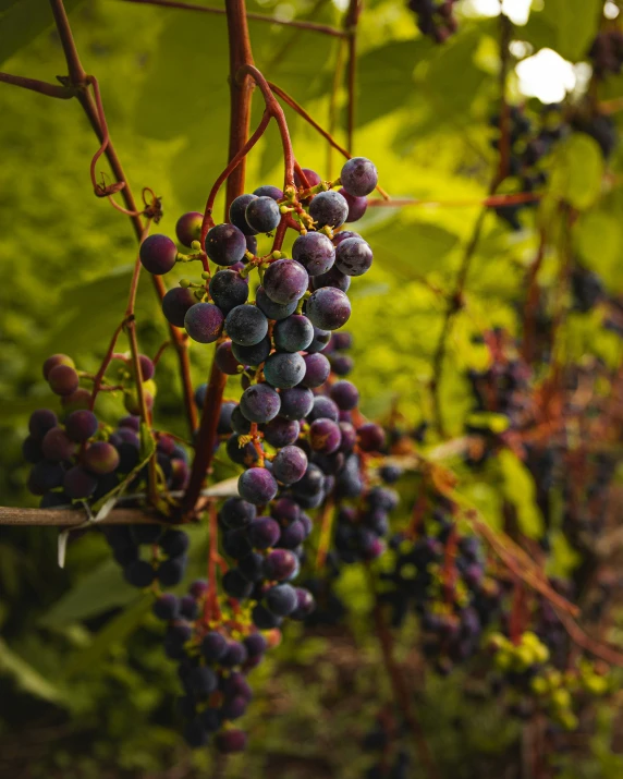 purple berries grow on a vine in the vineyard