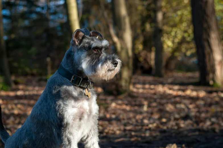 a dog with a collar and a leash stands in front of trees