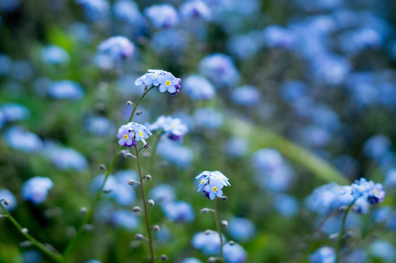 small blue flowers in front of blurry background