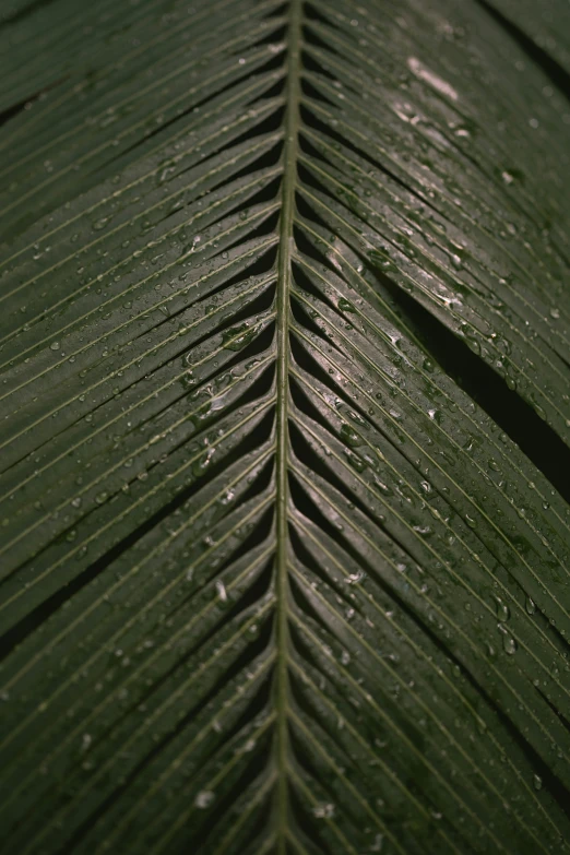 a very large leaf that is next to another