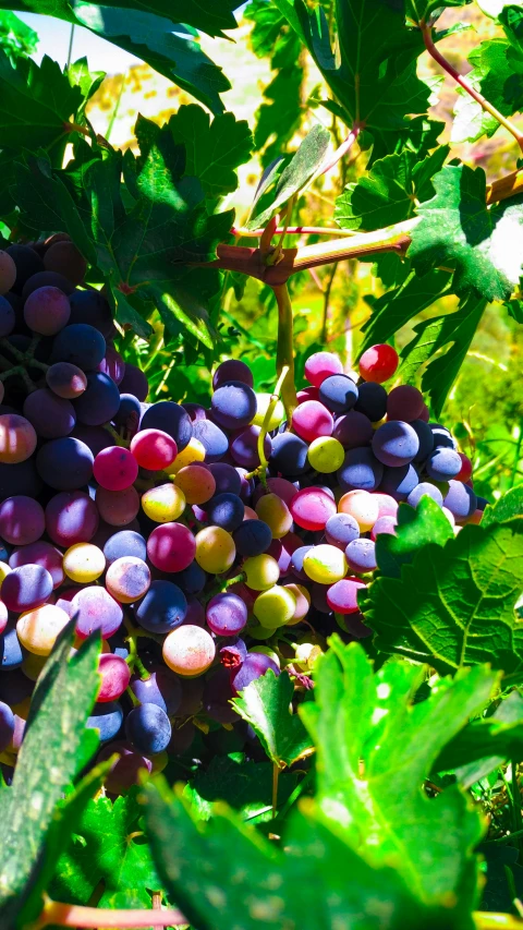 some gs growing on a vine in the sun