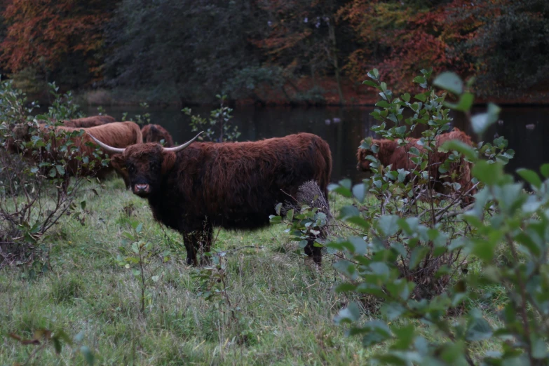 large cows grazing in the grass near water