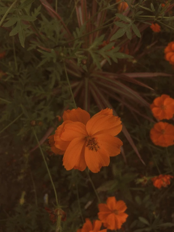 a small orange flower growing in the grass