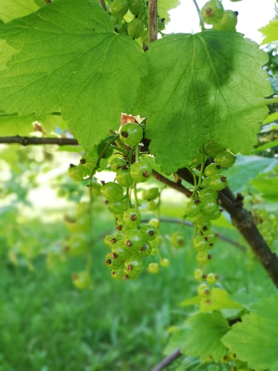 some very big green leaves in a forest