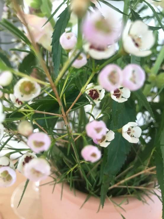 many flowers are growing out of a pink vase