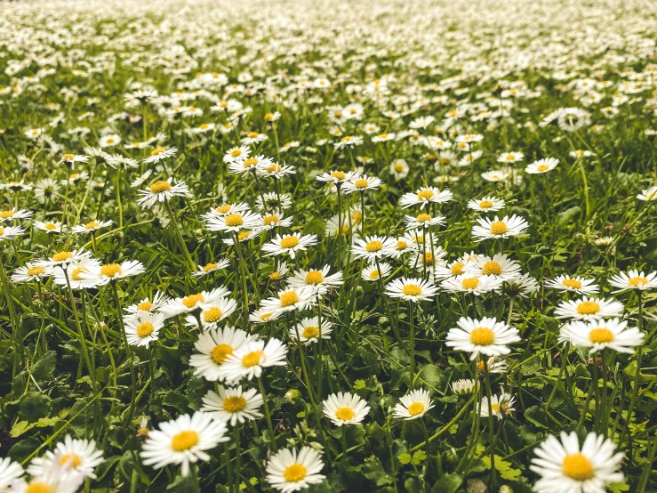 large field of white and yellow flowers growing out of tall grass