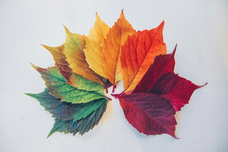 a rainbow - colored leaf lying flat on the white surface