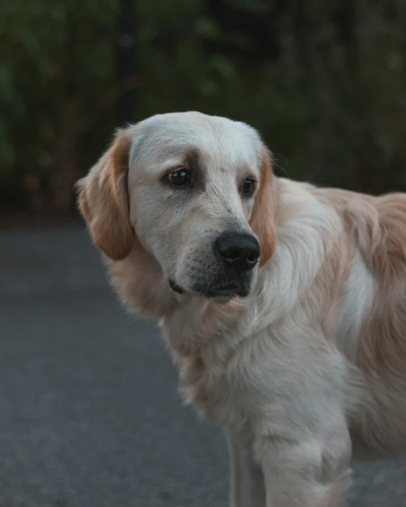 a close - up po of a large brown and white dog's head