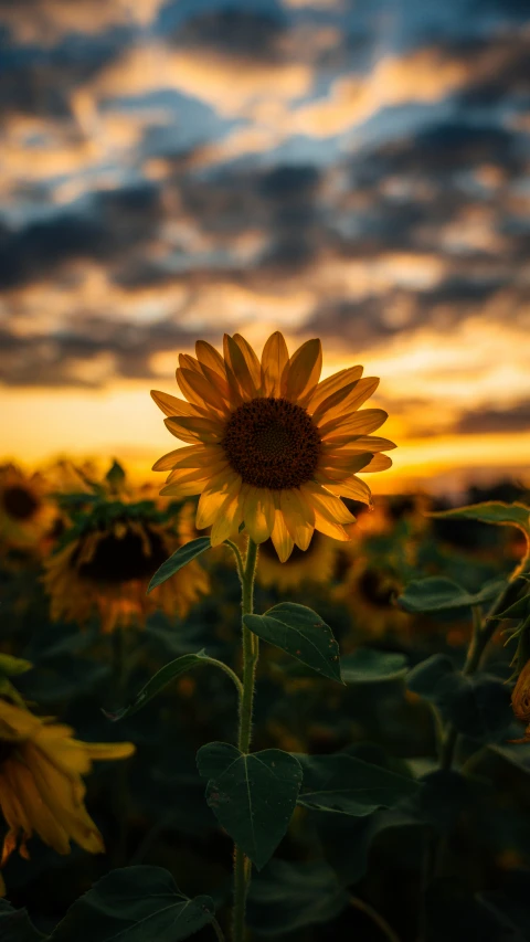 a field of sunflowers under a cloudy sky