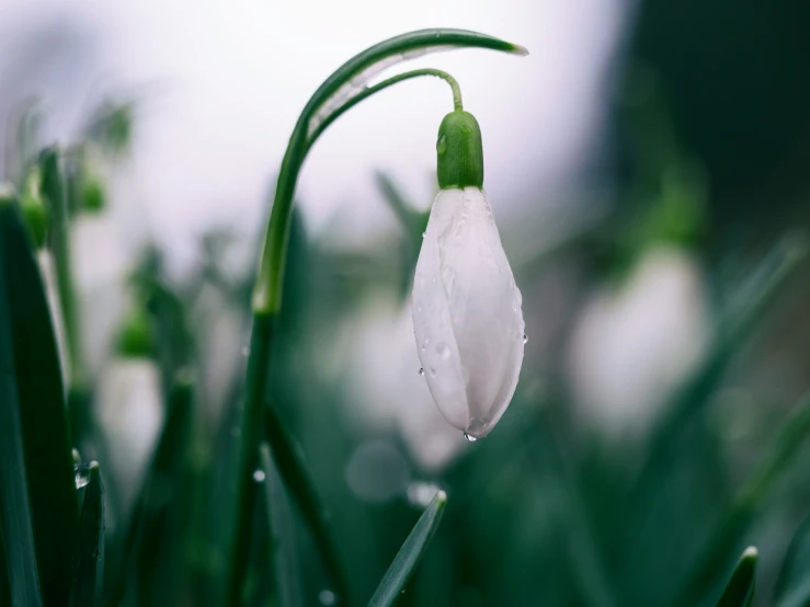 a white flower budding through some green blades