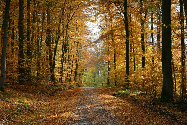 a narrow pathway surrounded by yellow trees in autumn