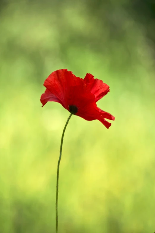 red flower with blurred background in the wild