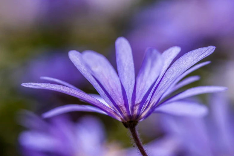 a close up of a purple flower with drops of rain