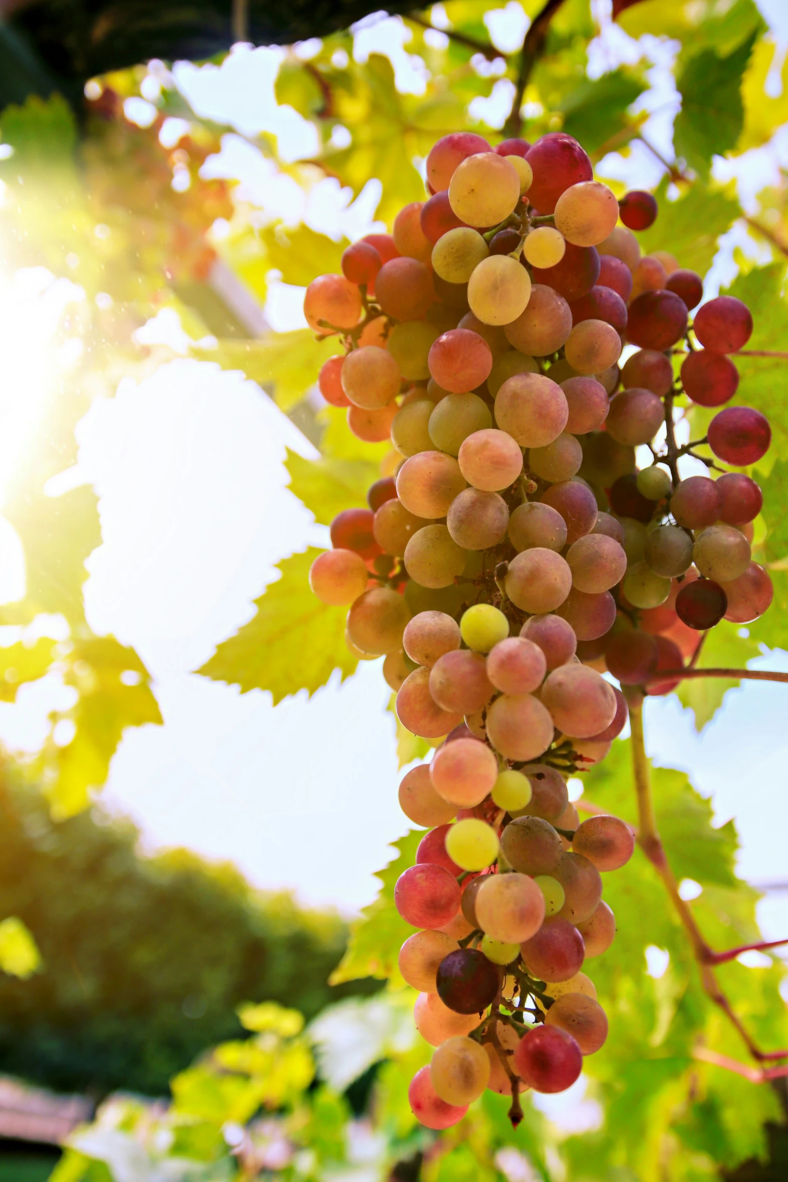 red and white gs hang from a vine near the sun