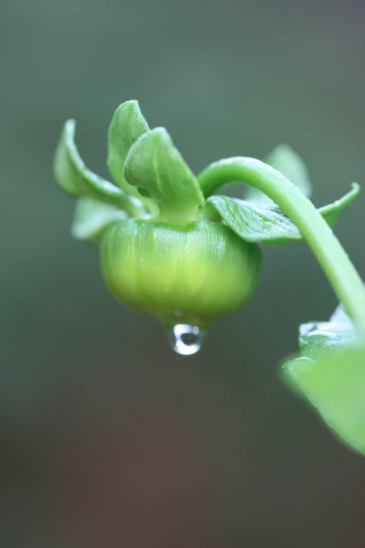 the small green flower has drops of water on it