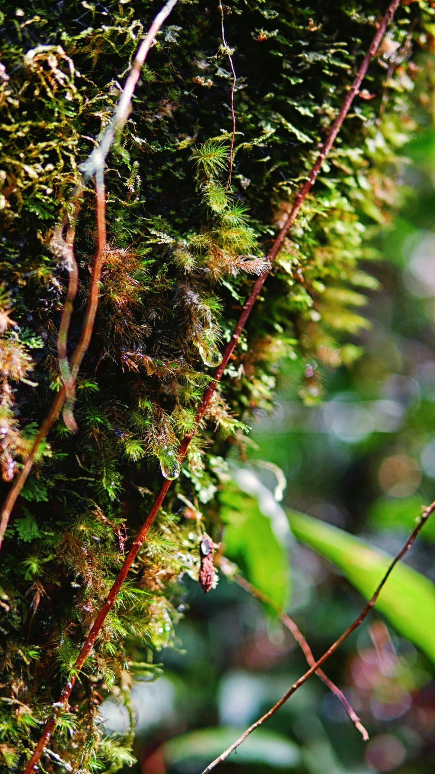 this is a green moss covered wall