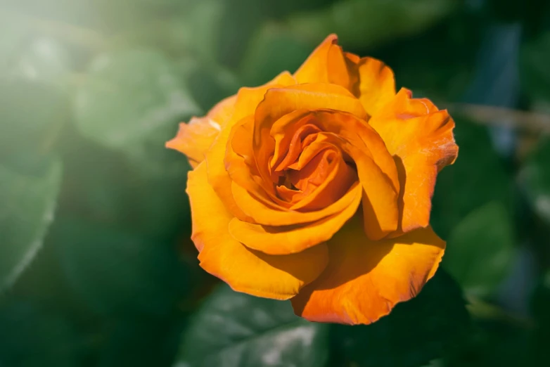 the orange rose is blooming in the sun