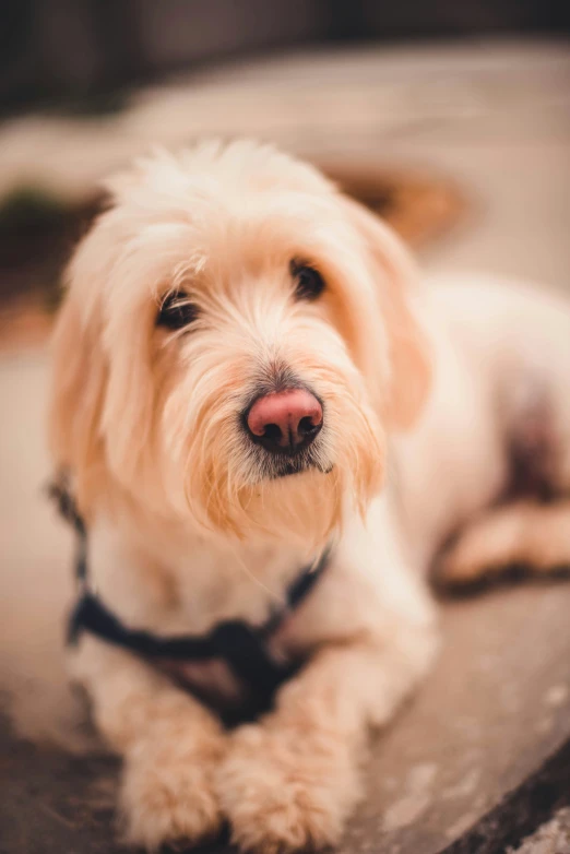 a small dog with a black collar lies on the ground