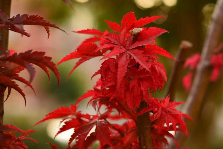 this red plant is growing near other plants