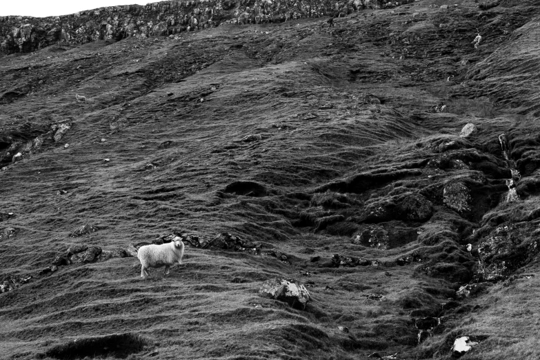 two sheep are seen standing on the side of the hill