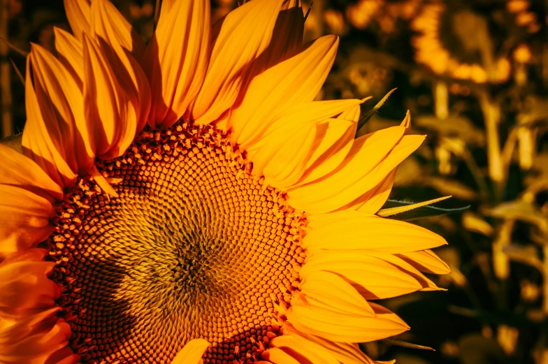 a sunflower on the left and a yellow sunflower on the right