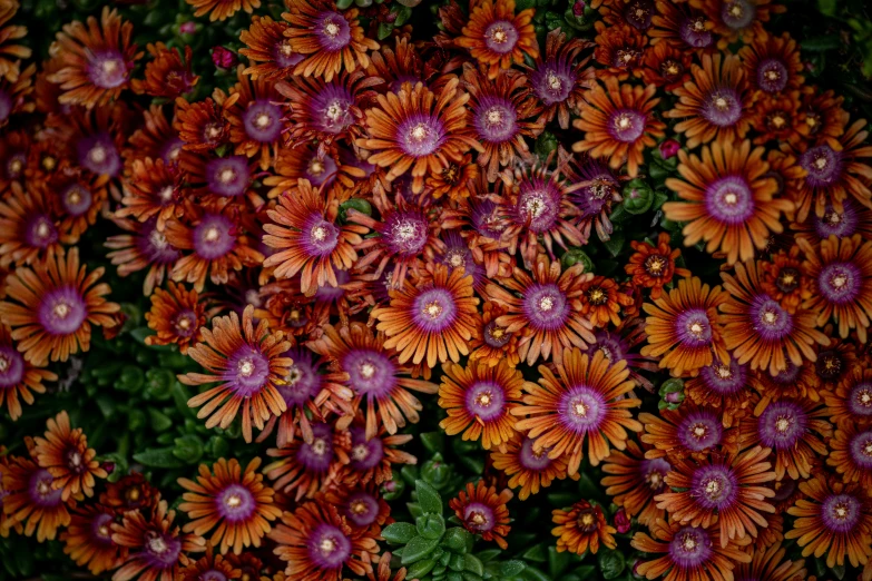 the colorful flower is a lot of purple and orange colors